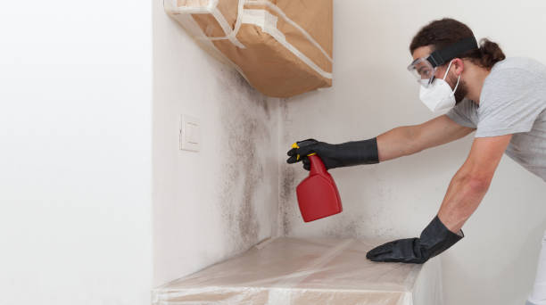Professional Basement Mold Remediation technician working in Oakland, FL