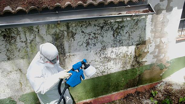 Top rated local Basement Mold Remediation specialists in Oakland, FL
